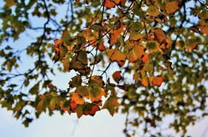 autumn-leaves-_change