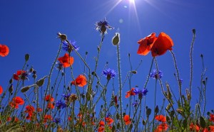 field-of-poppies