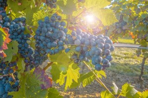 grapes_vineyard
