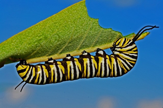 caterpillar_transformation