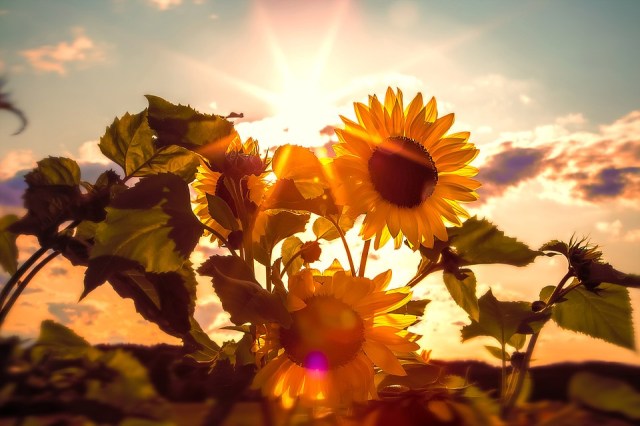 sun-flower-_sunshine