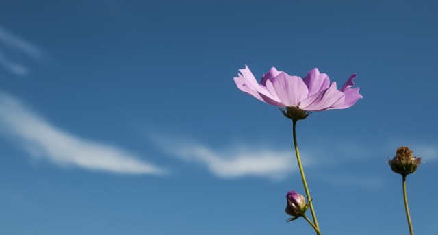 cosmos_flower_budding