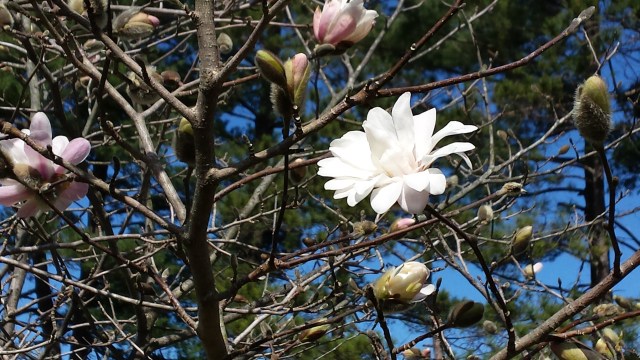 Flower_bloom_3-17-16