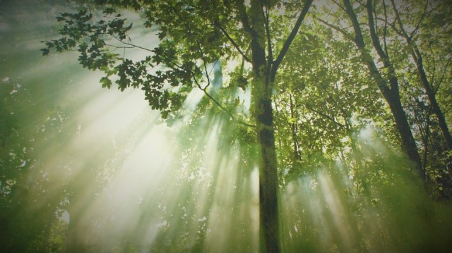 forest_sunshine