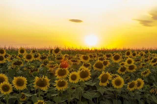 sunflowers_field_sun