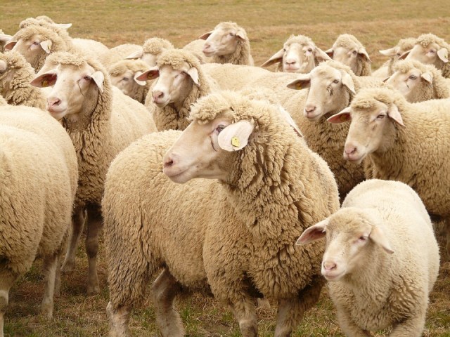 flock-of-sheep