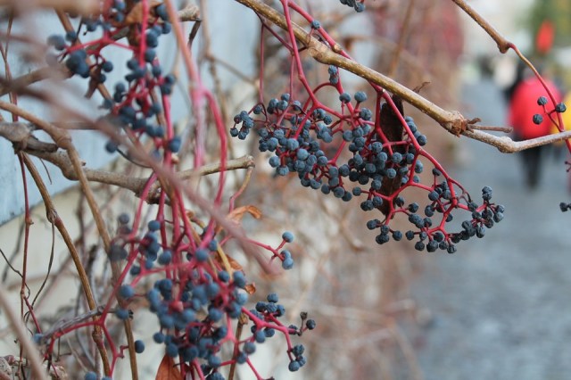plants_vine_fruit