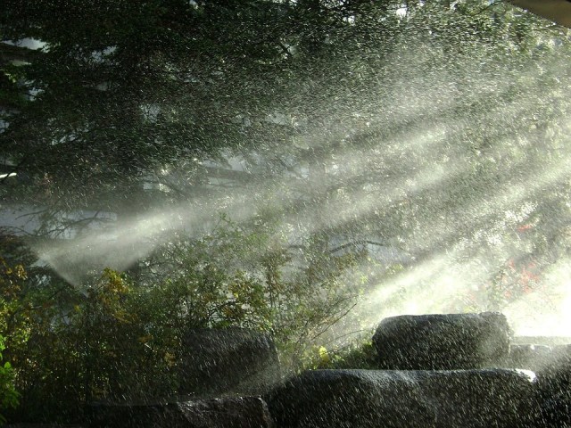 rain_forest_light