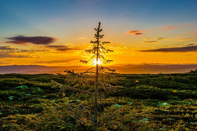 sunset_tree_forest