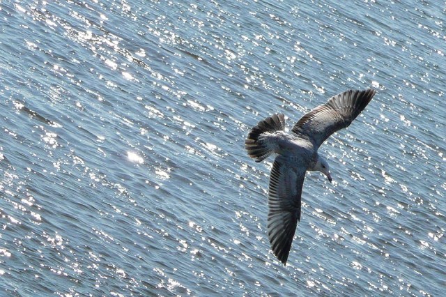 flying_bird_water