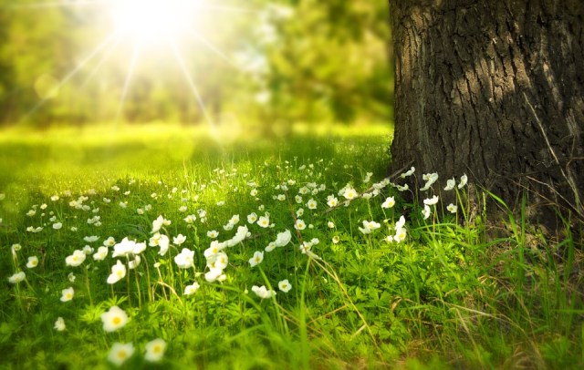spring_sun_flowers