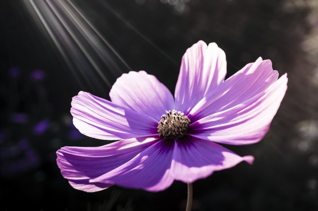 flower_sun_rays