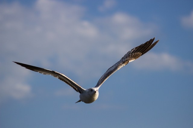 seagull_flying