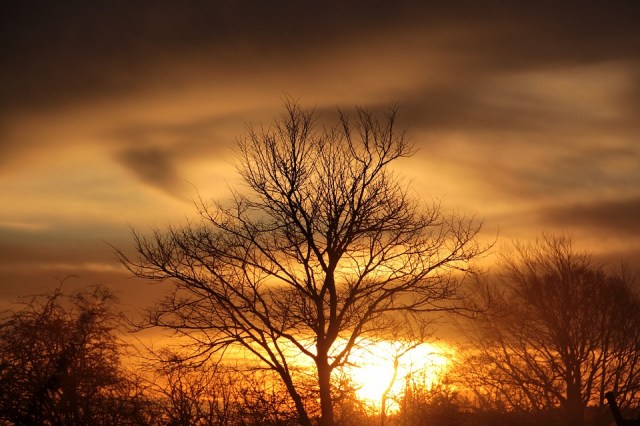 sunrise_trees