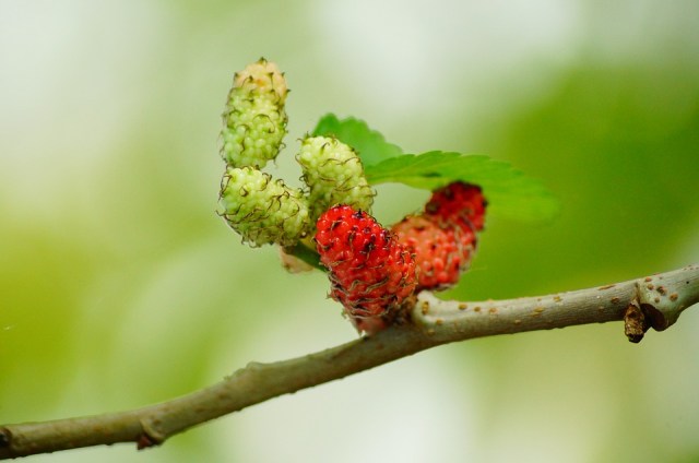 mulberries_branch