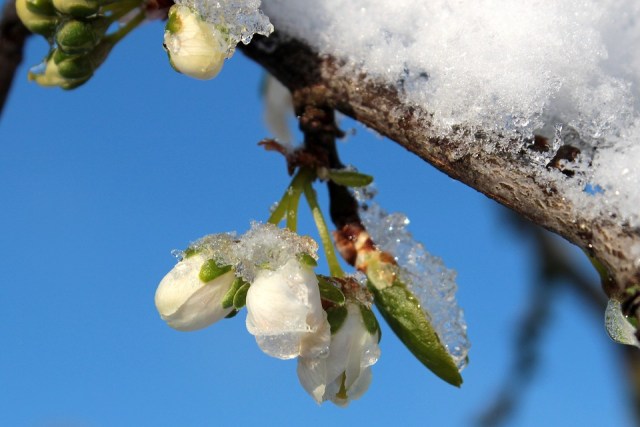plum-tree-_ice_bloom