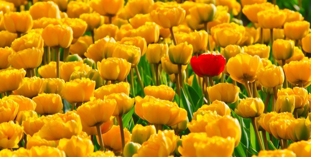 tulips_yellow_red