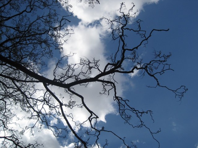 branches_sky