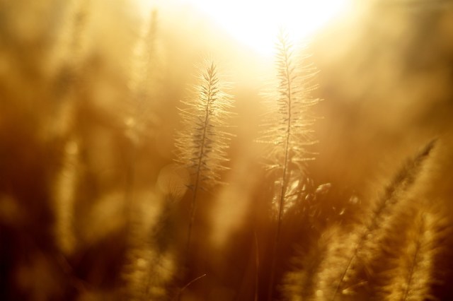 sunshine_hazy_wheat
