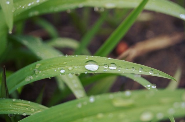 grass_rain_drops