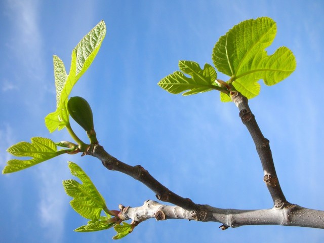 figs_leaves_sky