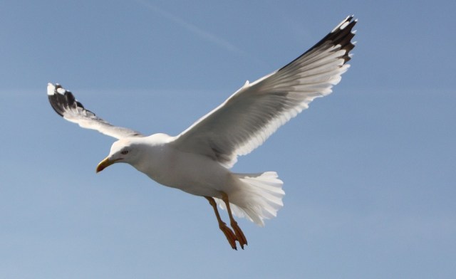 seagull_flying_bluesky