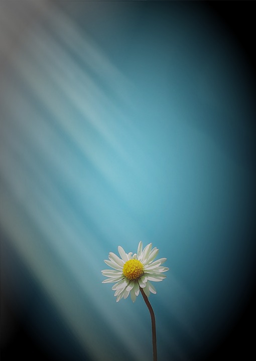 white_daisy_ray