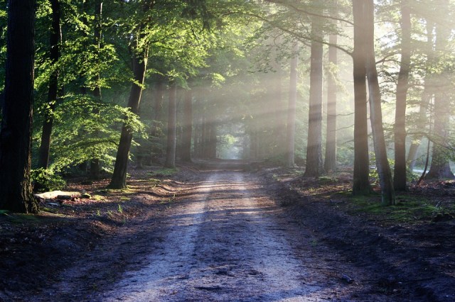 road_trees_rays_sun