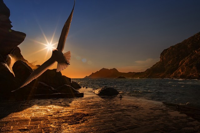 bird_flying_ocean_sun