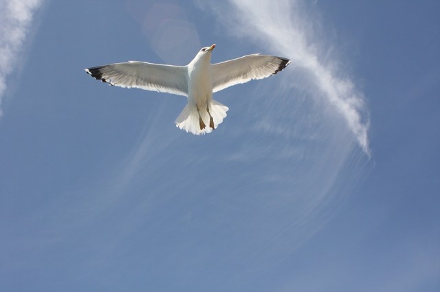 seagull_flying_cloud_bluesky
