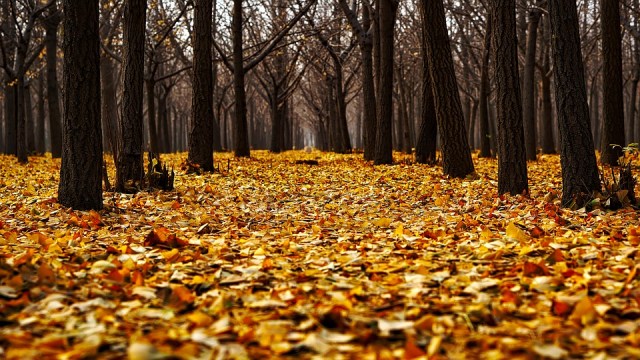 autumn_leaves_ground