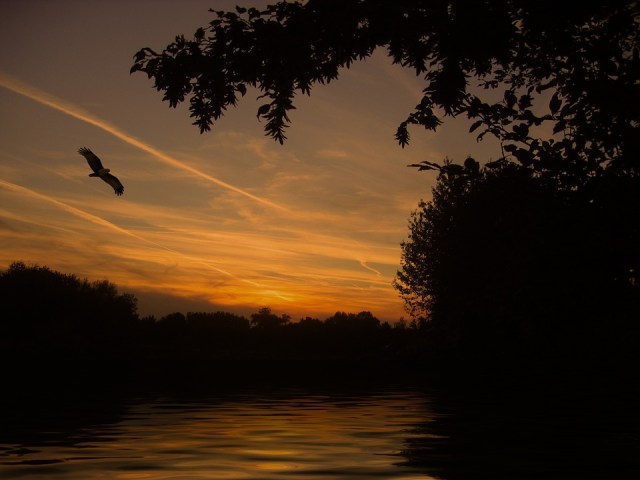 sunset_lake_birdflying