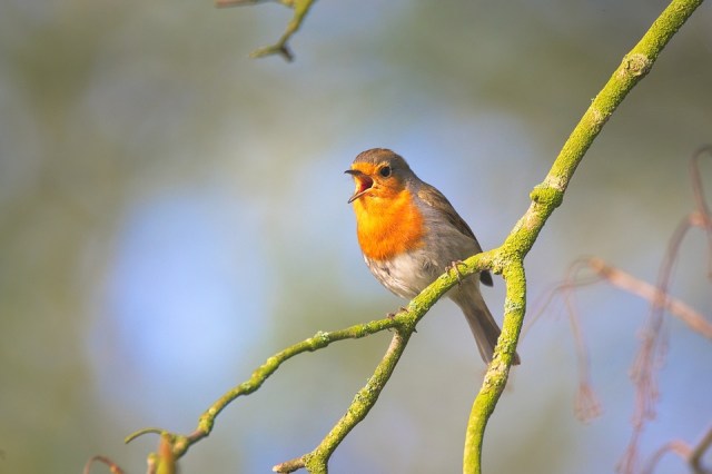 bird_singing_branch