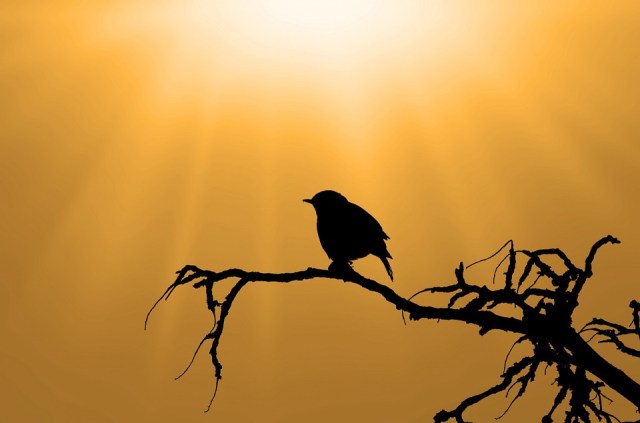 bird_branch_sunshine