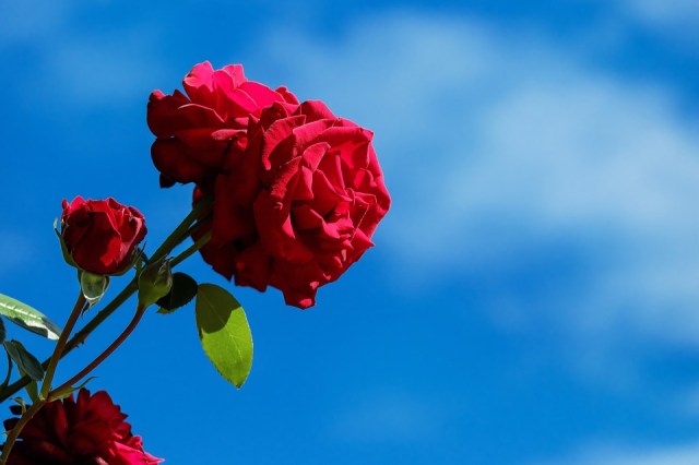 rose_blue_sky