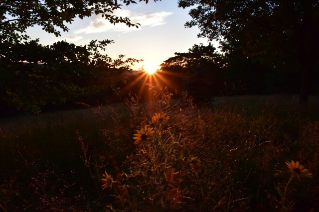 sunset_field_daisies