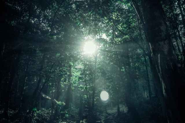 sunshine_forest_trees