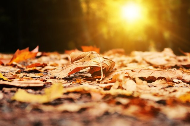 autumn_leaves_sunshine