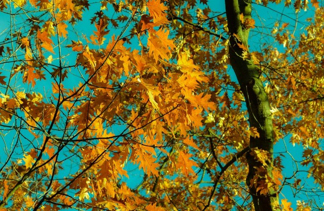 autumn_leaves_tree_bluesky