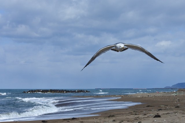 bird_flying_beach