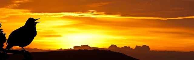 sunrise_bird_horizon