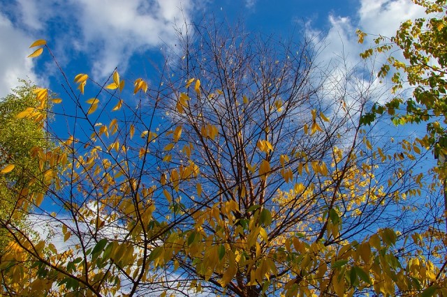 autumn_leaves_bluesky