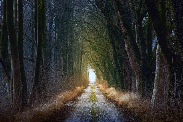 forest_path_light