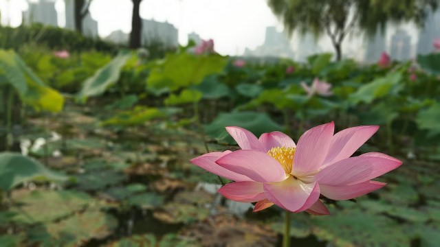 flower_plants_city