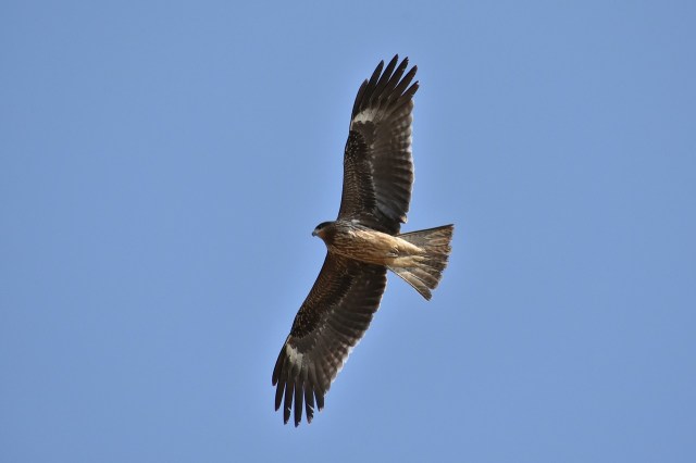 bird_flying_bluesky