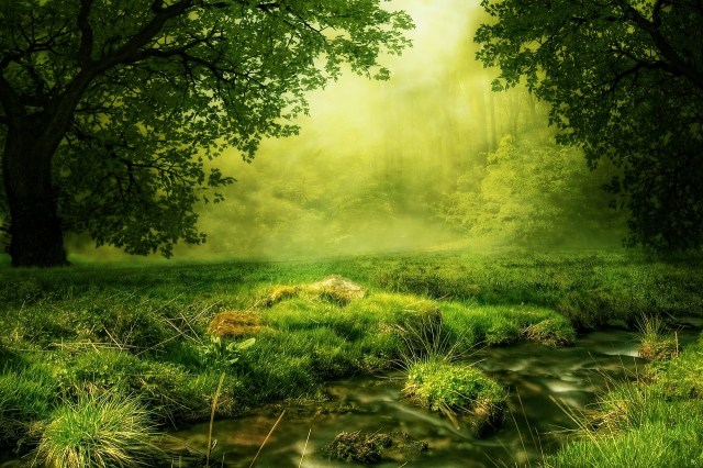 meadow_green_trees
