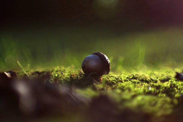 acorn_ground_green