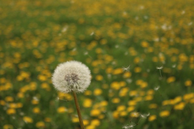 dandelion_planting_field