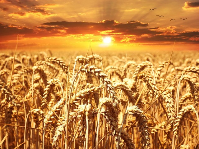 wheat-field-_sun