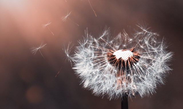 dandelion_seeds_falling